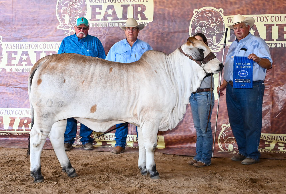 Razorback 2020 Washington County Fair Calf Champion
