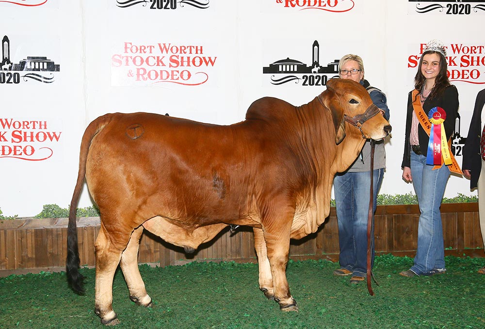 Razorback 2020 Fort Worth Reserve Calf Champion