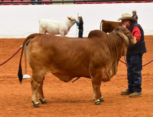 2022 FWSSR Res. Sr. Ch. Red Female